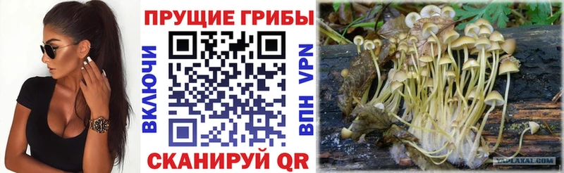 где купить наркоту  Заполярный  Псилоцибиновые грибы Psilocybe 